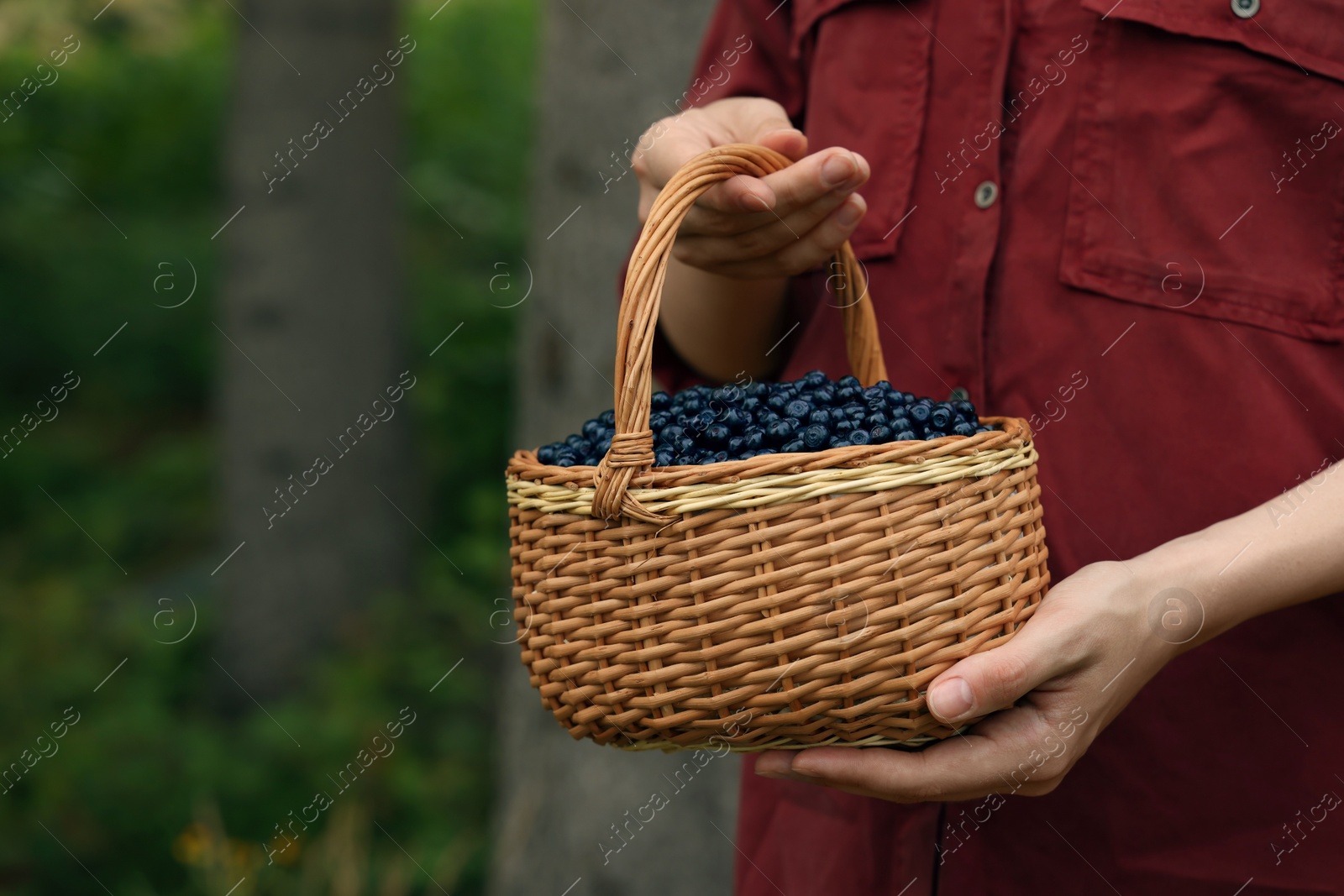 Photo of Woman holding wicker basket with delicious bilberries outdoors, closeup. Space for text