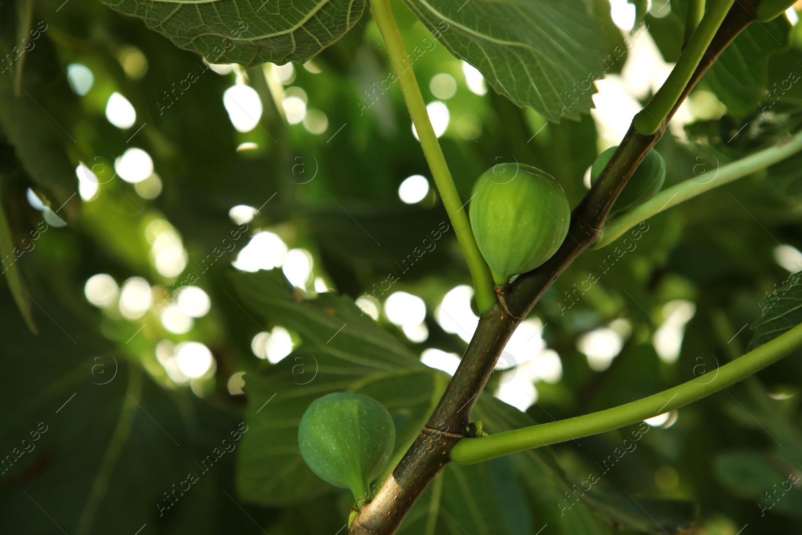 Photo of Unripe figs growing on tree in garden, closeup