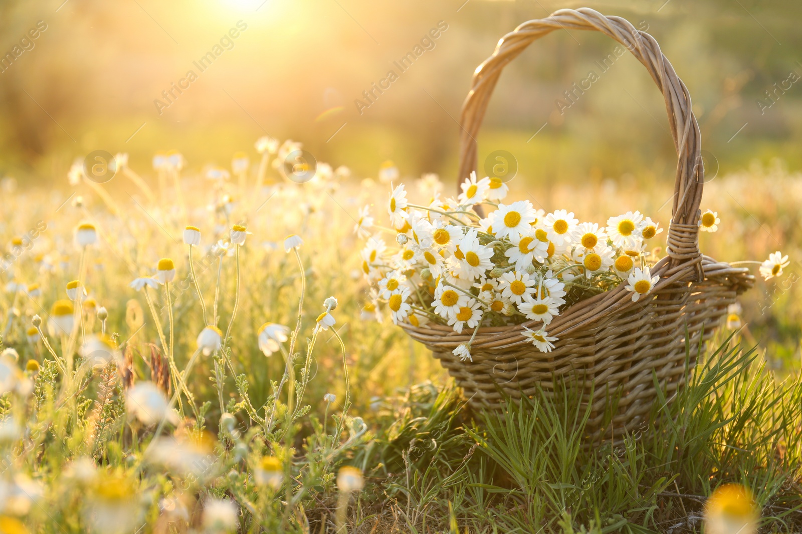 Photo of Wicker basket with beautiful chamomiles in meadow on sunny day