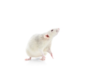 Photo of Cute rat on white background. Small rodent