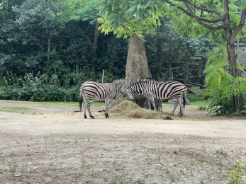 Beautiful striped African zebras in zoo enclosure