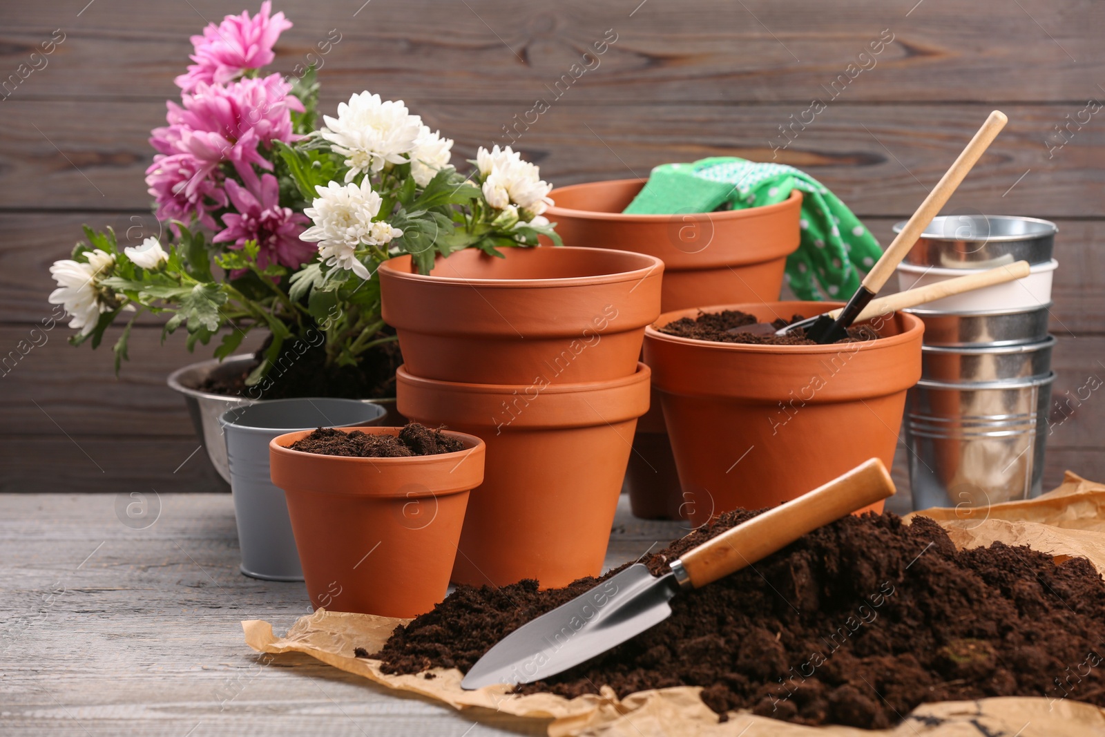 Photo of Time for transplanting. Many terracotta pots, soil, flowers and tools on white wooden table