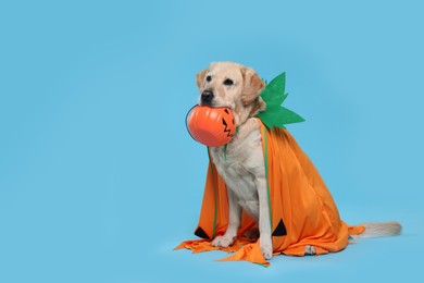 Photo of Cute Labrador Retriever dog in Halloween costume with trick or treat bucket on light blue background. Space for text