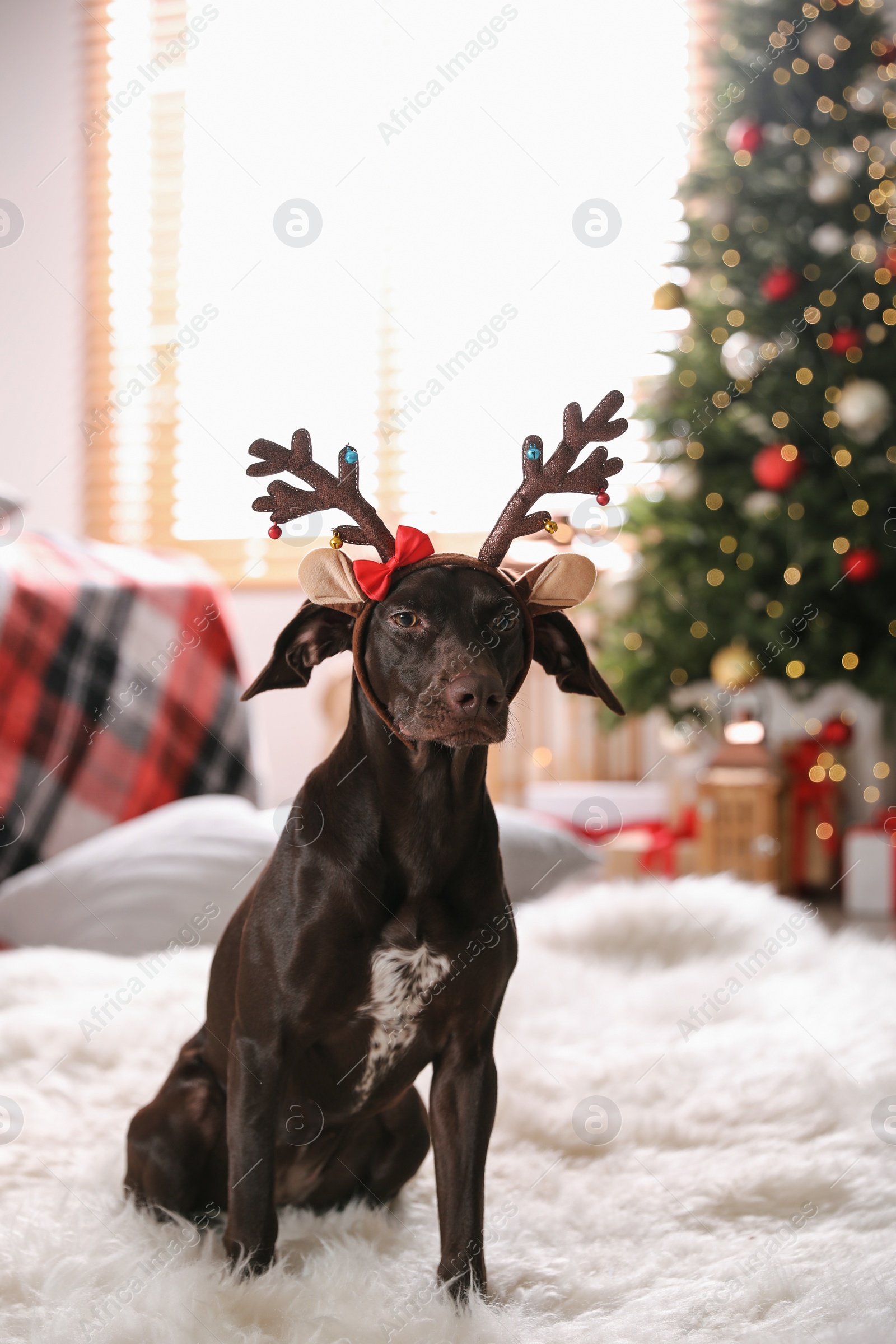 Photo of Cute dog wearing reindeer headband in room decorated for Christmas