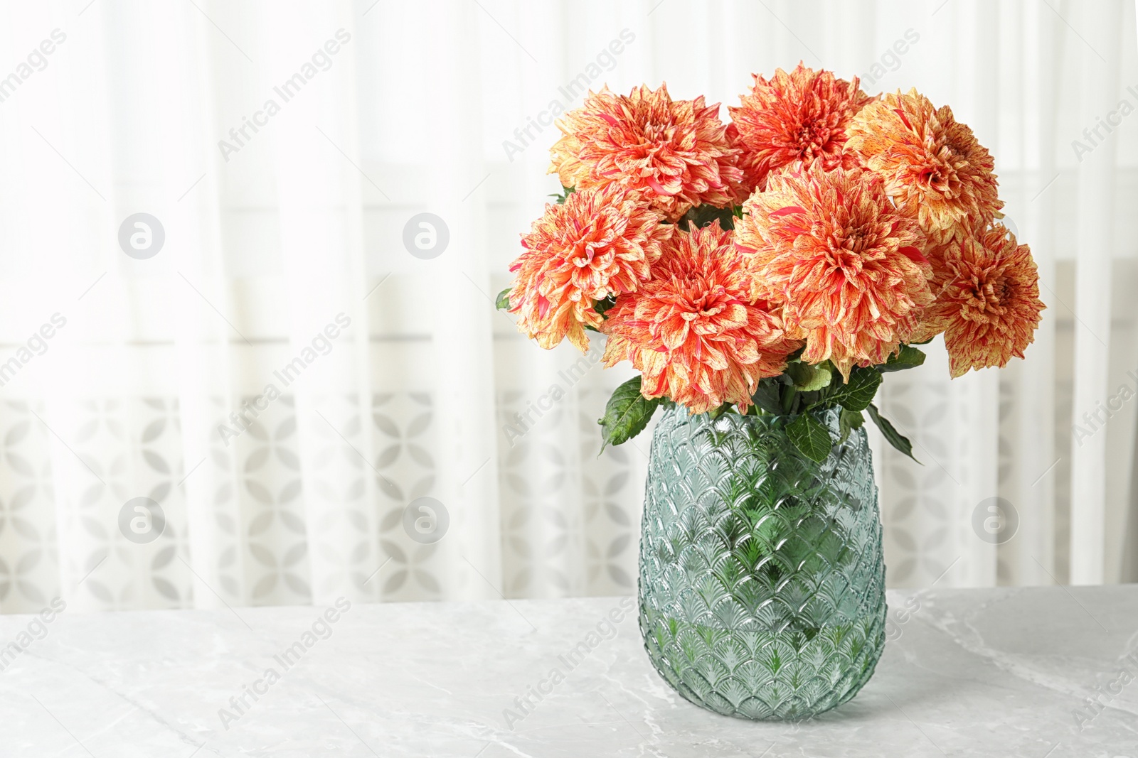 Photo of Beautiful coral dahlia flowers in vase on table indoors. Space for text