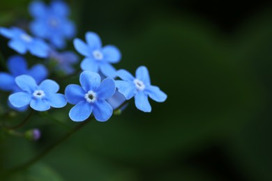 Photo of Beautiful forget-me-not flowers growing outdoors, space for text. Spring season