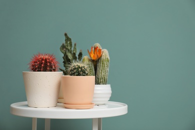 Photo of Beautiful cacti in flowerpots on table near color wall