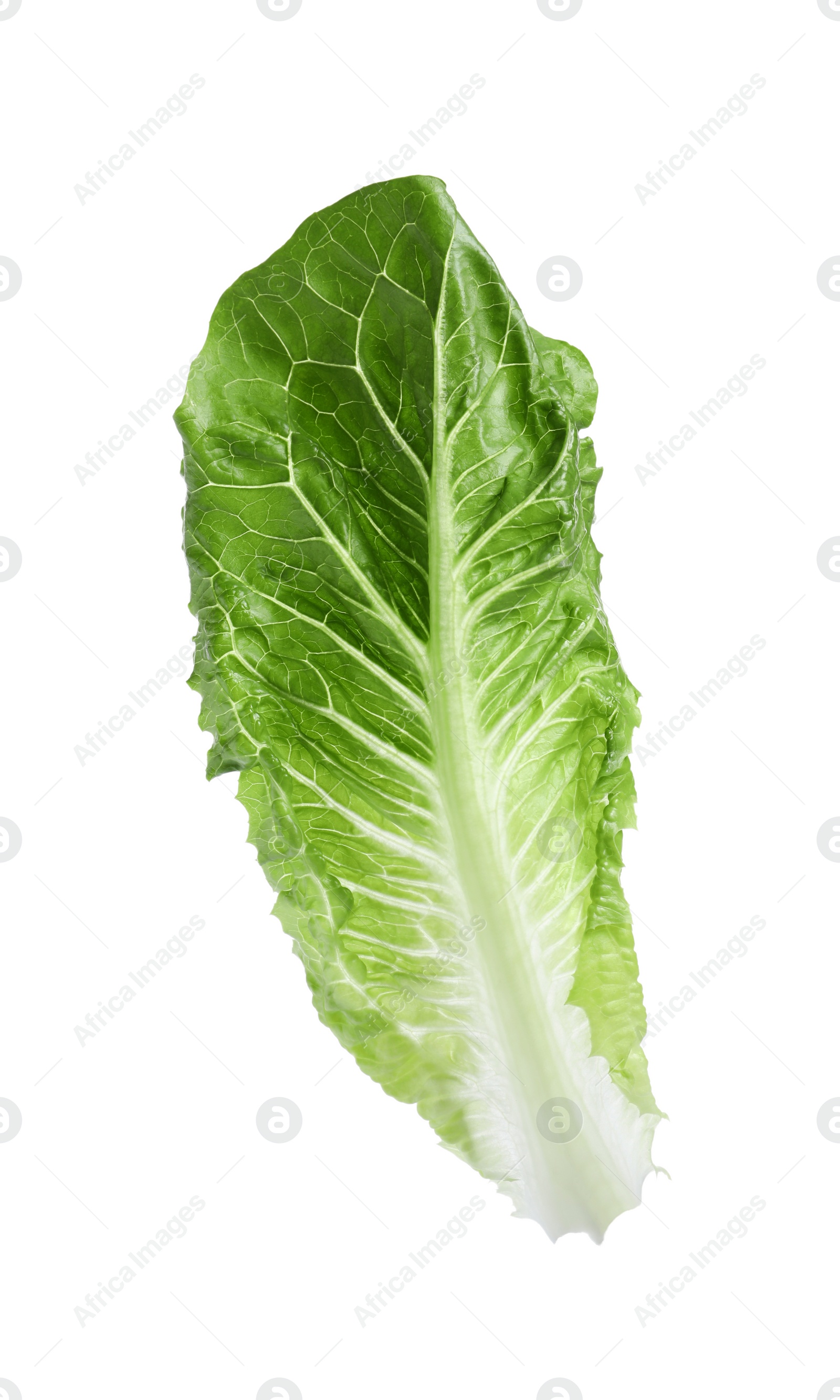 Photo of Fresh leaf of green romaine lettuce isolated on white