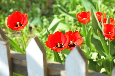 Many beautiful tulips in garden on sunny day. Blooming spring flowers