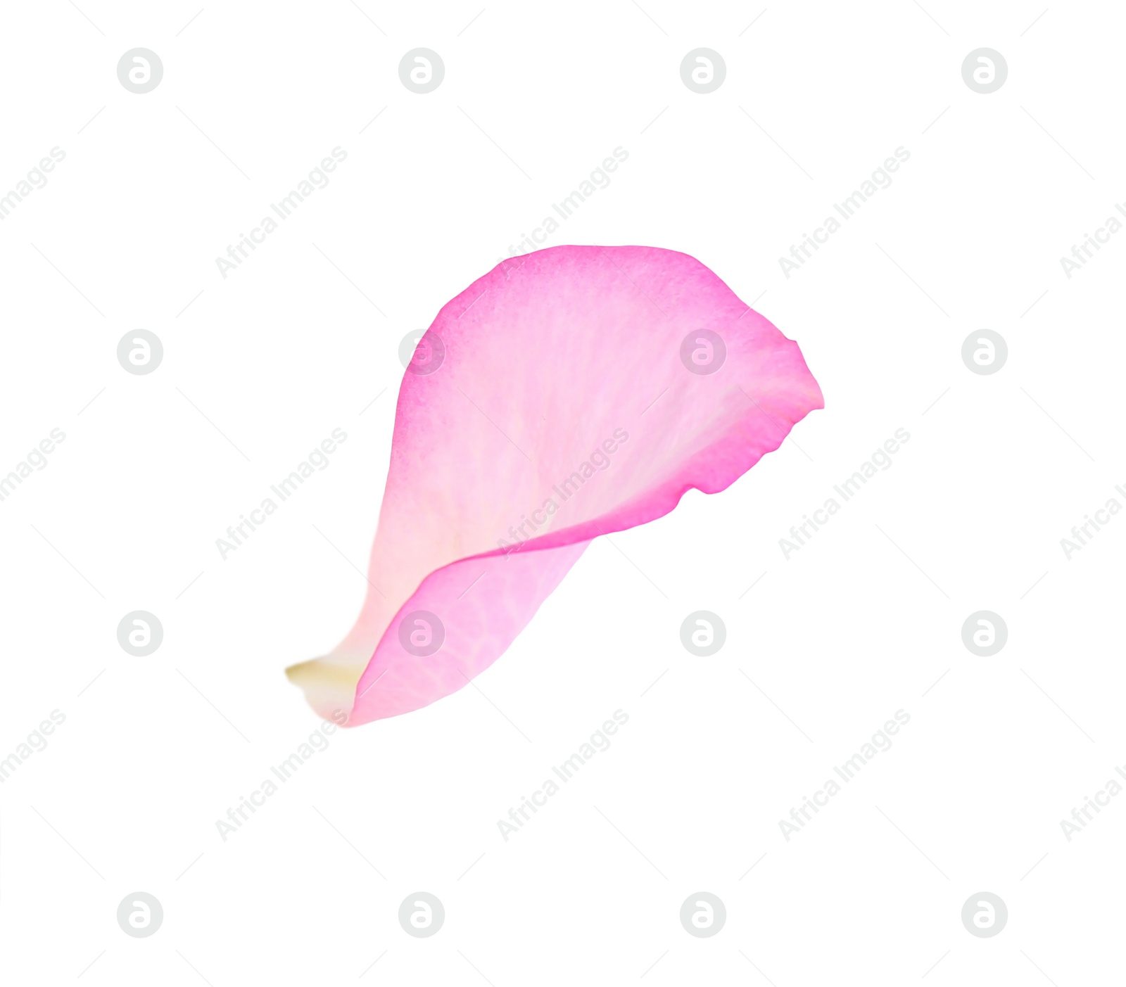 Photo of Tender pink rose petal isolated on white