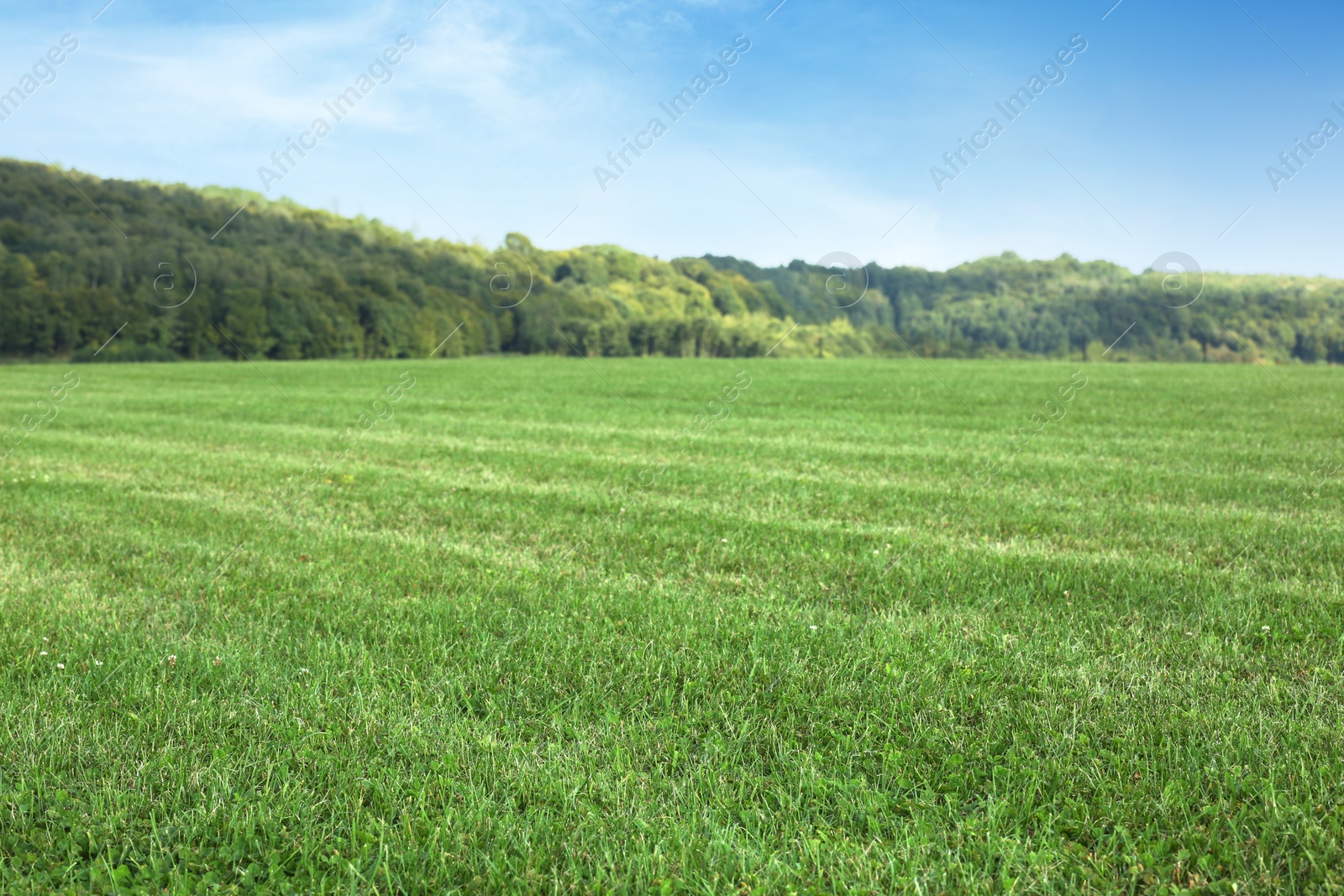 Photo of Beautiful meadow with bright green grass outdoors