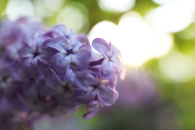 Photo of Closeup view of beautiful blooming lilac shrub outdoors