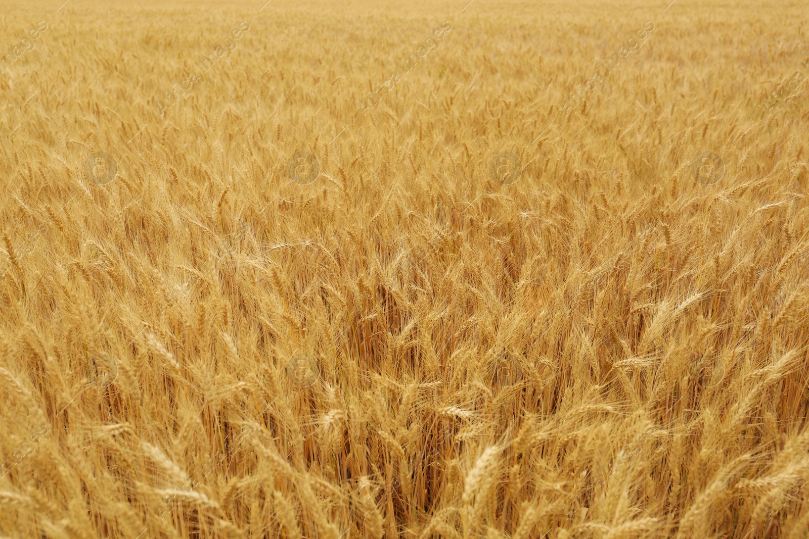 Photo of Beautiful agricultural field with ripe wheat crop