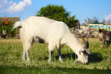 Photo of Cute goats on pasture at farm. Animal husbandry