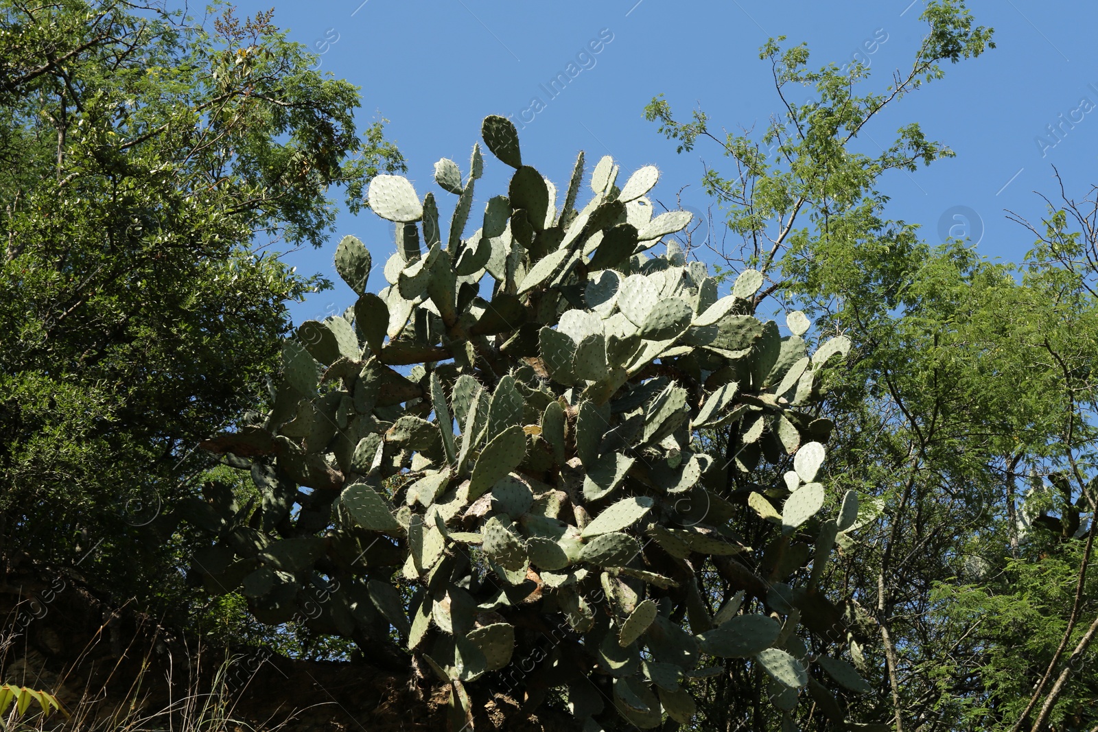 Photo of Green prickly pear cactus growing on slope outdoors