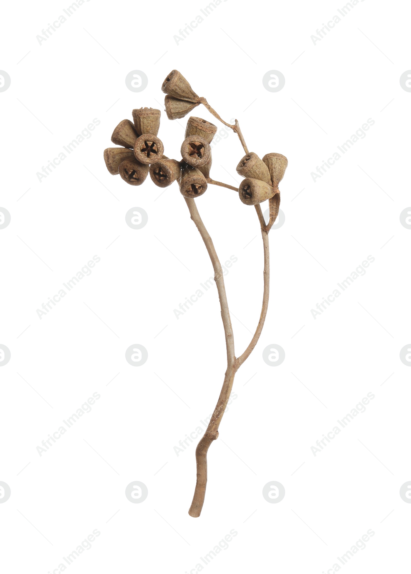 Photo of Dry branch of eucalyptus plant with gumnuts isolated on white