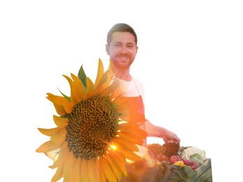 Double exposure of farmer and sunflower field on white background