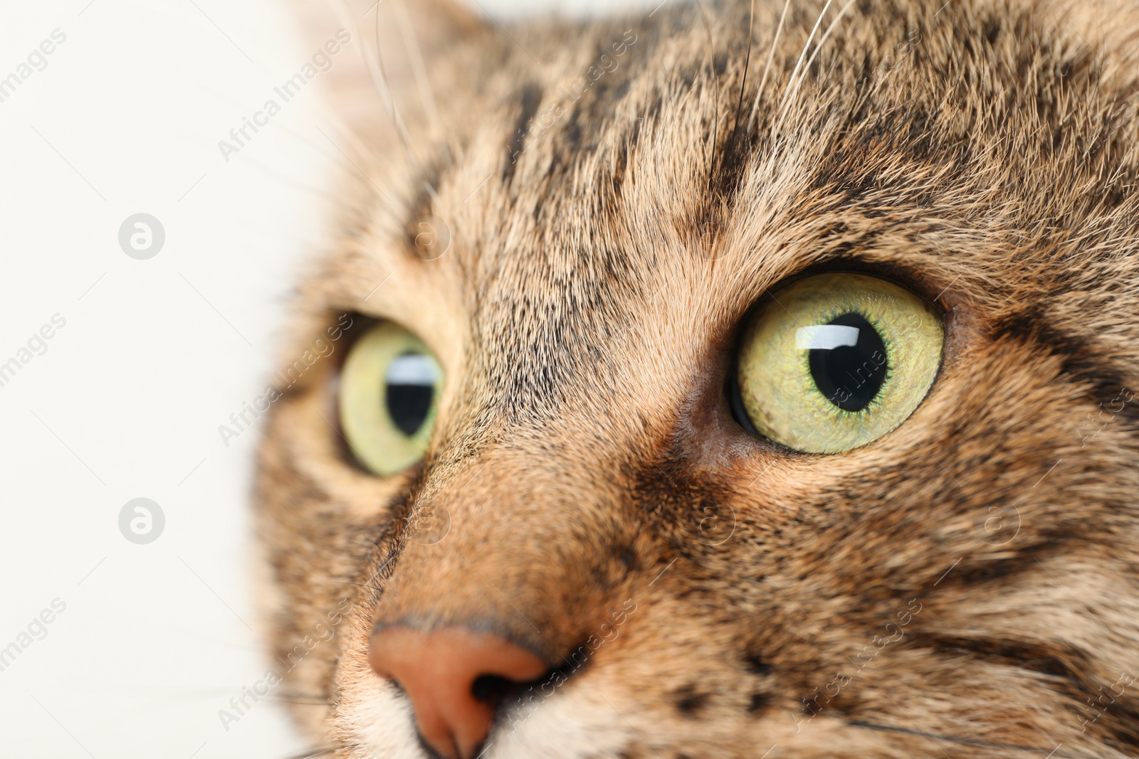 Photo of Closeup view of tabby cat with beautiful eyes on light background