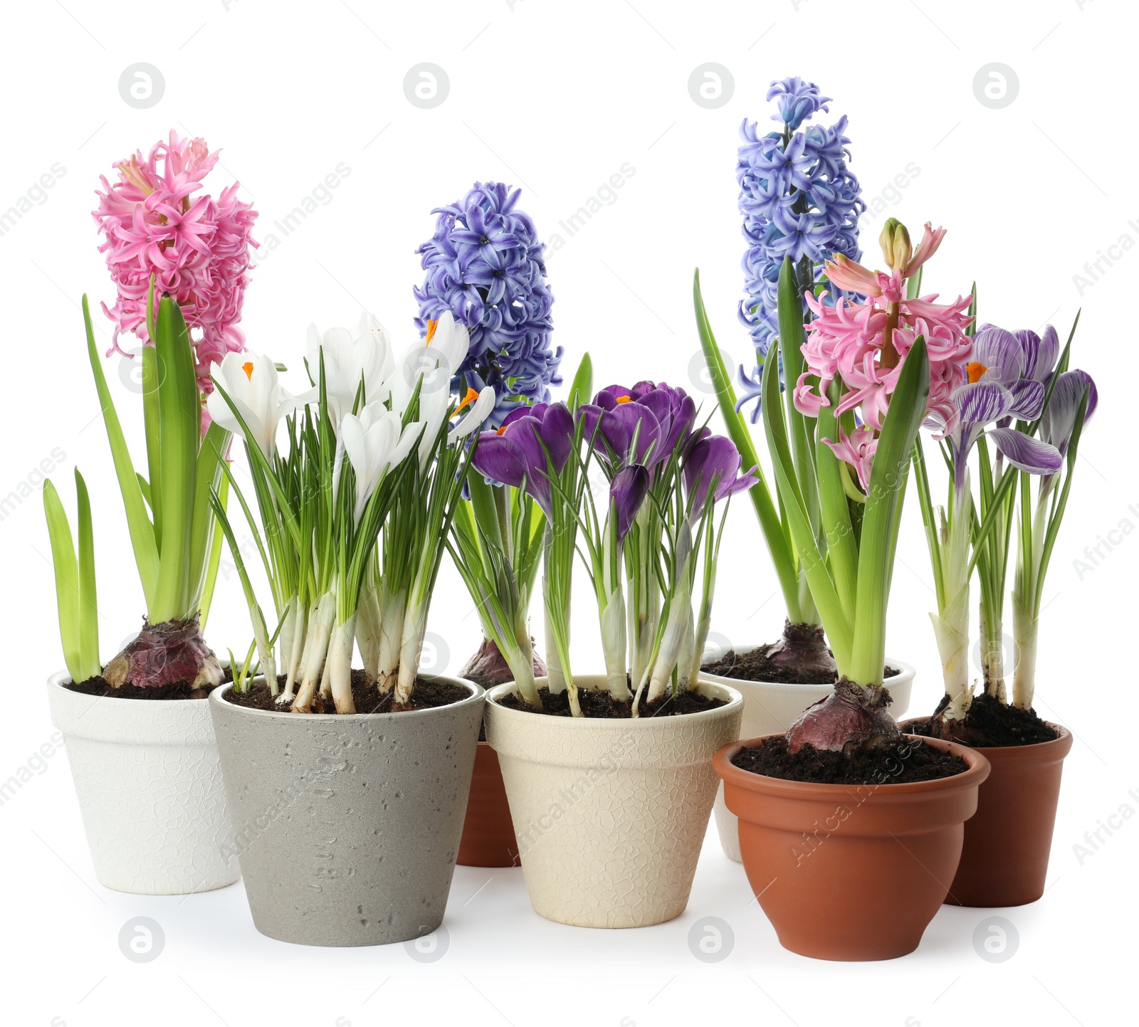 Photo of Different beautiful potted flowers on white background