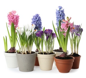 Different beautiful potted flowers on white background