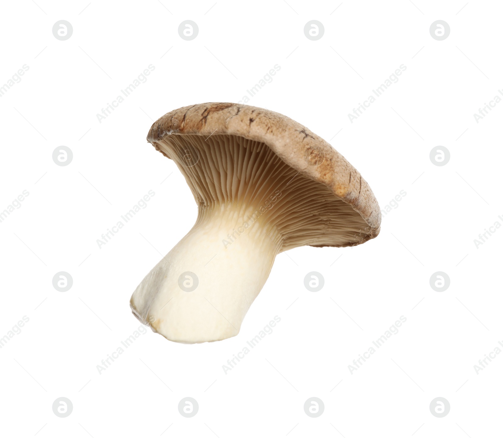 Photo of Fresh king trumpet mushroom isolated on white