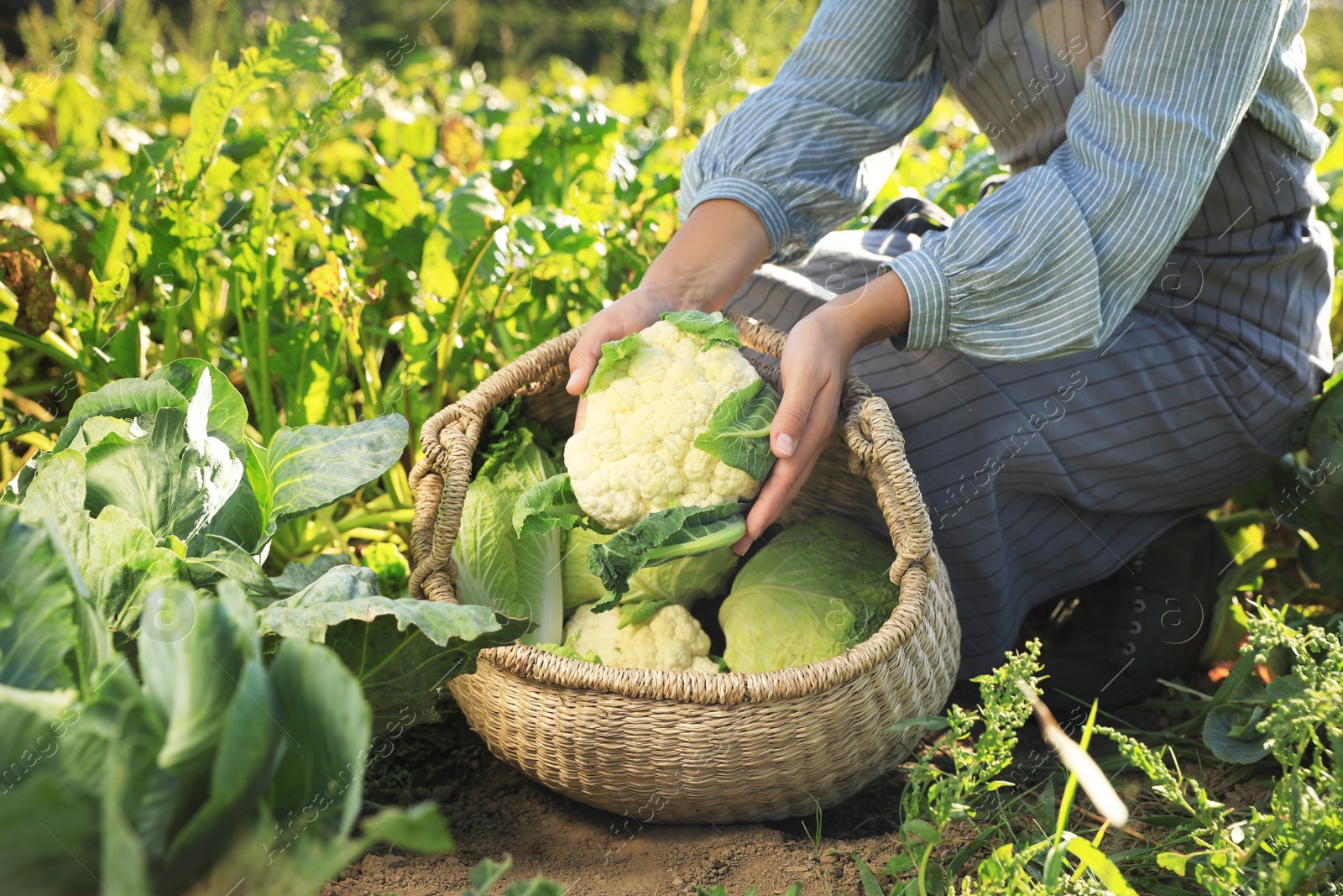 Photo of Woman harvesting fresh ripe cabbages on farm, closeup