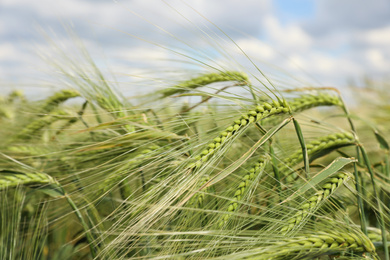 Agricultural field with ripening cereal crop on cloudy day