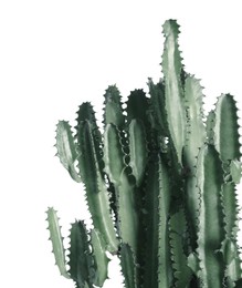 Image of Beautiful cactus on white background. Color toned