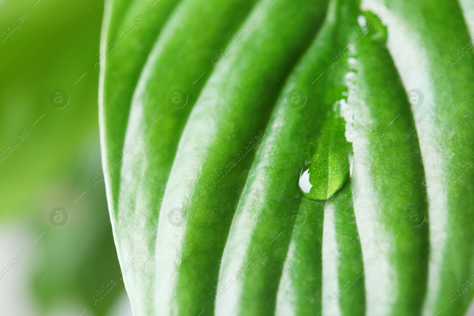 Photo of View of water drop on green leaf, closeup