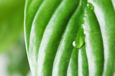 View of water drop on green leaf, closeup