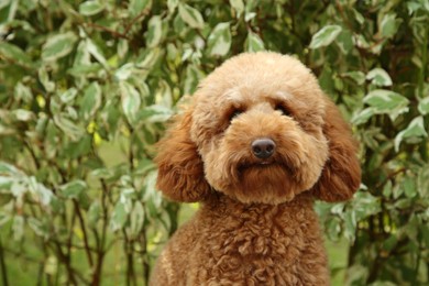 Cute fluffy dog in park, space for text