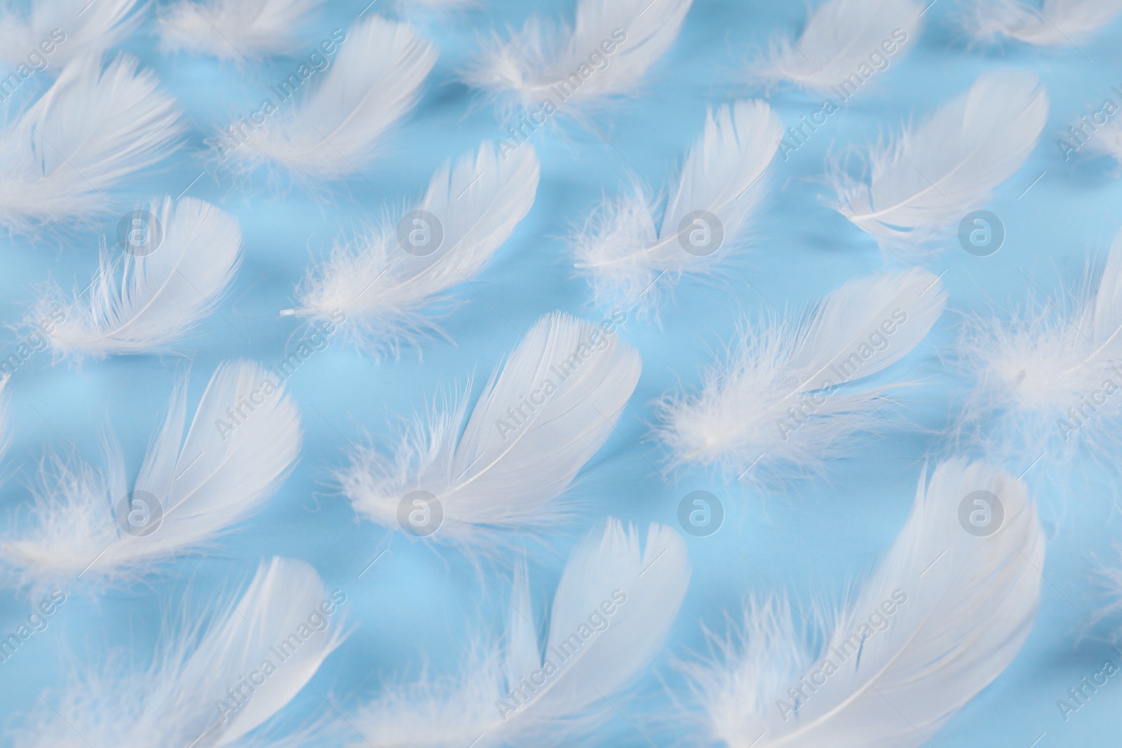 Photo of Fluffy white feathers on light blue background