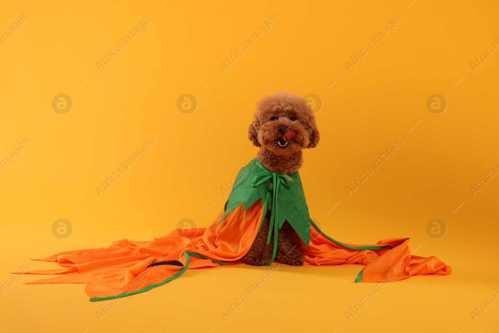 Photo of Happy Halloween. Cute Maltipoo dog dressed in costume on orange background