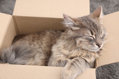 Photo of Cute fluffy cat in cardboard box on carpet, closeup