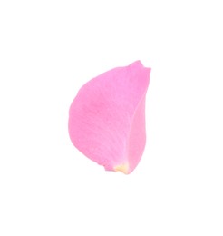 One pink rose petal isolated on white