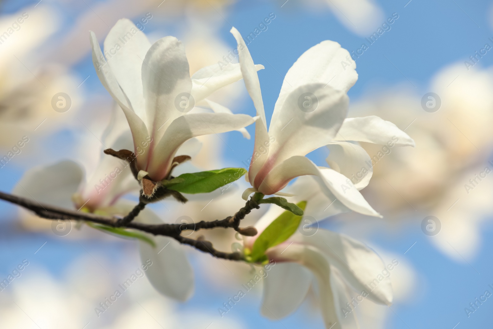 Photo of Beautiful blooming Magnolia tree branch on sunny day outdoors, closeup