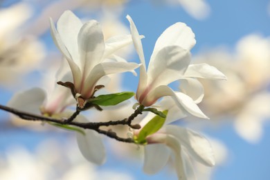 Photo of Beautiful blooming Magnolia tree branch on sunny day outdoors, closeup
