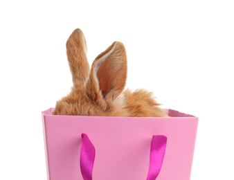 Adorable furry Easter bunny hiding in gift paper bag on white background