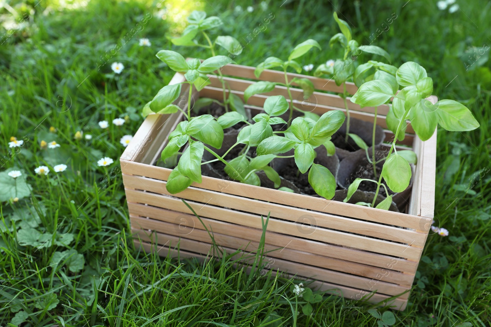 Photo of Wooden crate with seedlings on green grass