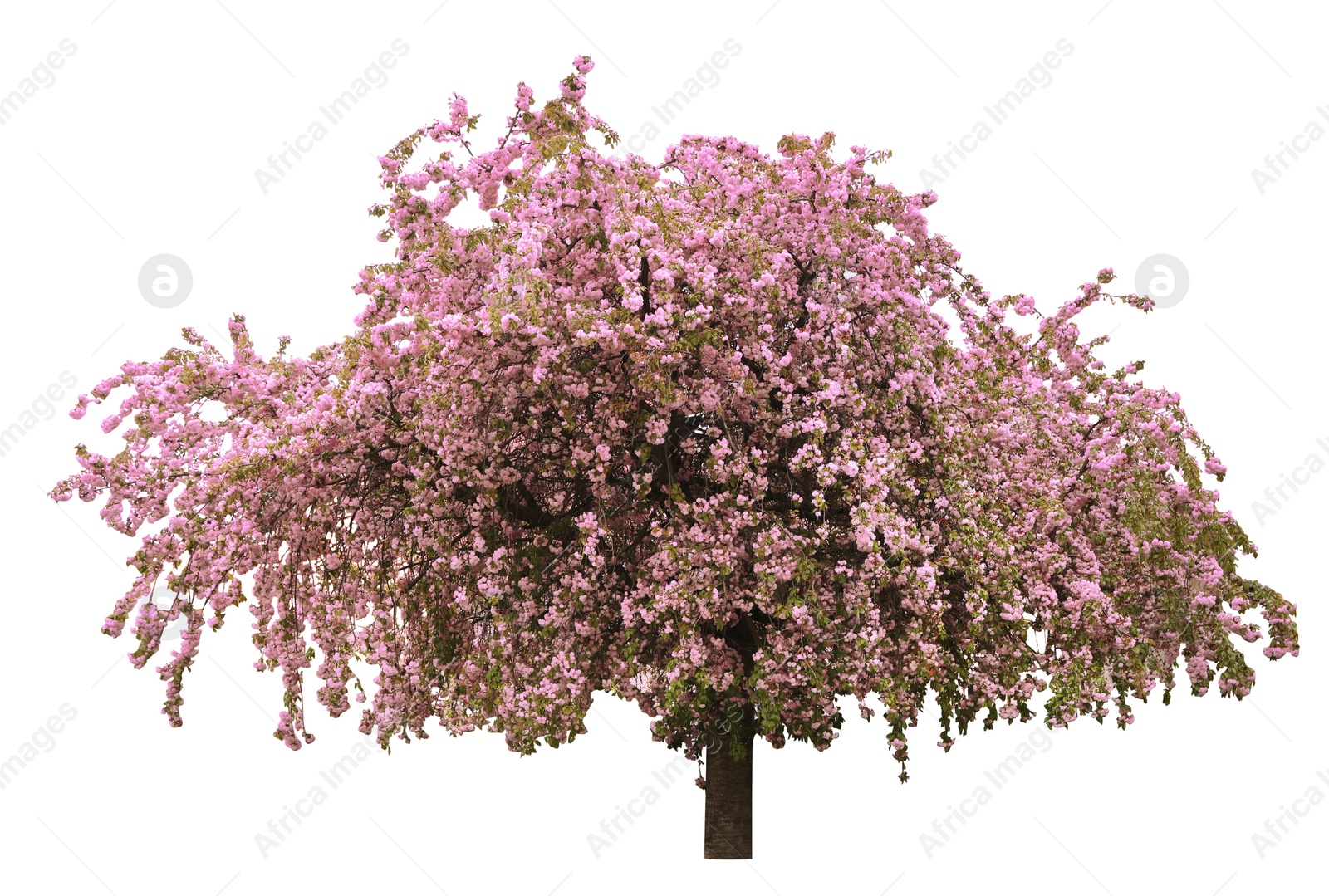 Image of Beautiful blossoming sakura tree on white background