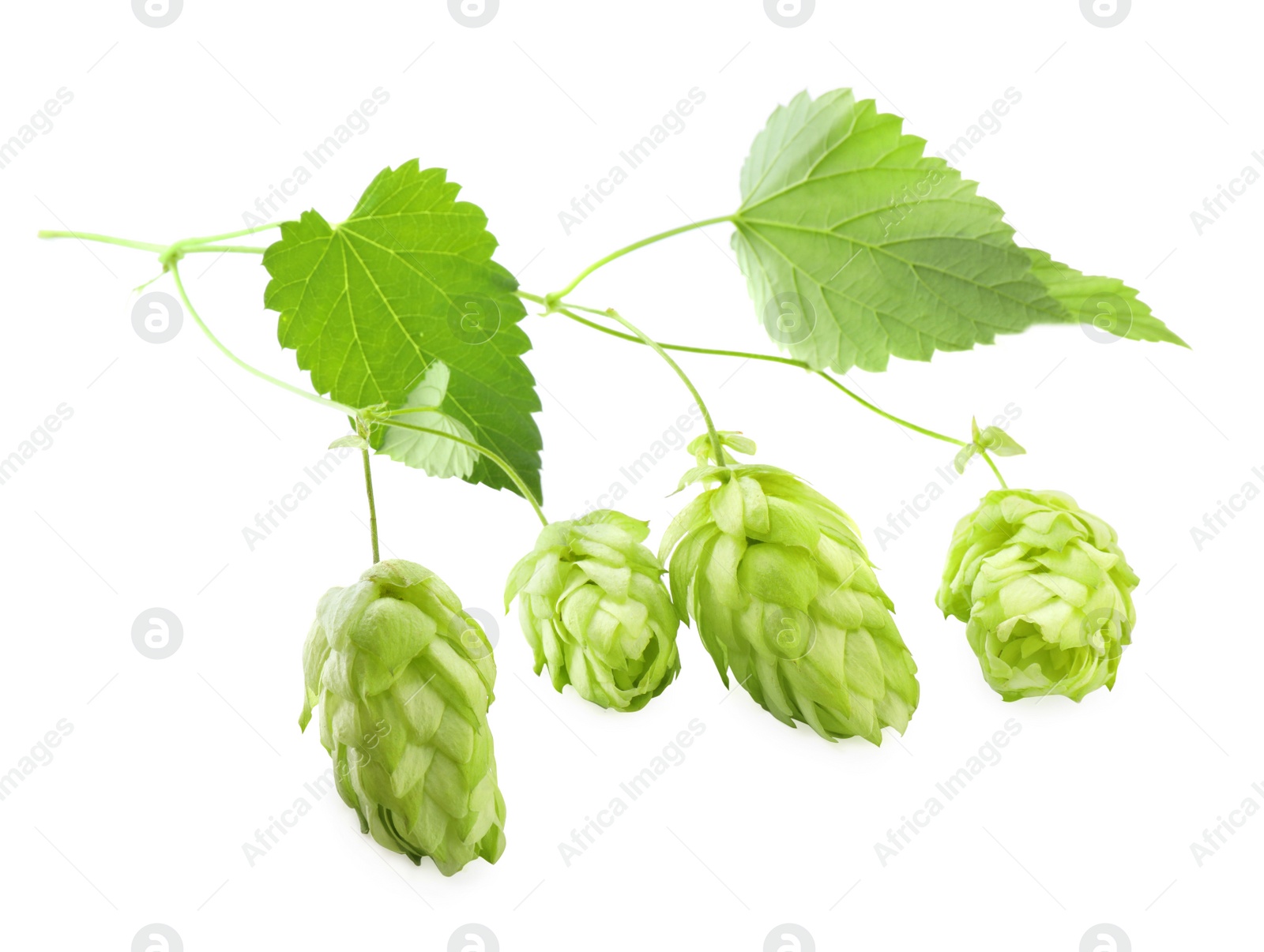 Photo of Branch with fresh green hops and leaves on white background