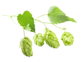 Photo of Branch with fresh green hops and leaves on white background
