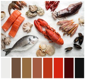 Image of Top view of fresh fish and seafood on ice and color palette. Collage