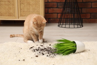 Cute ginger cat near overturned houseplant on carpet at home