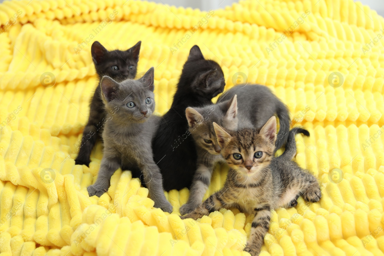 Photo of Cute fluffy kittens on blanket indoors. Baby animals