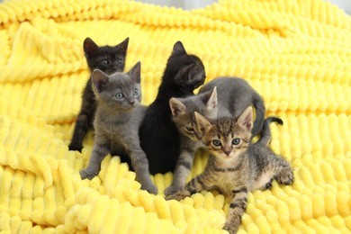 Cute fluffy kittens on blanket indoors. Baby animals