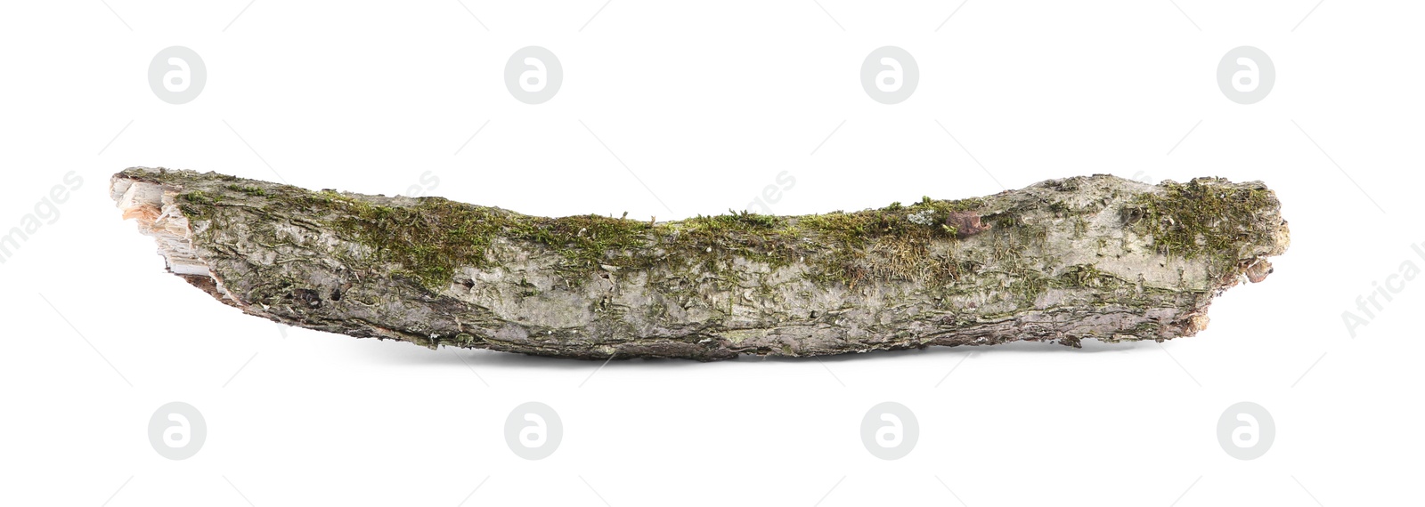 Photo of Old dry tree branch isolated on white