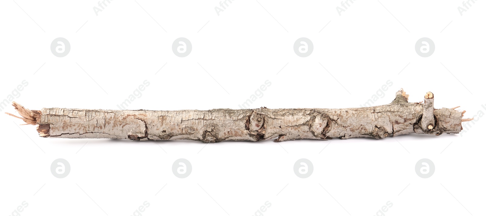 Photo of Old dry tree branch isolated on white