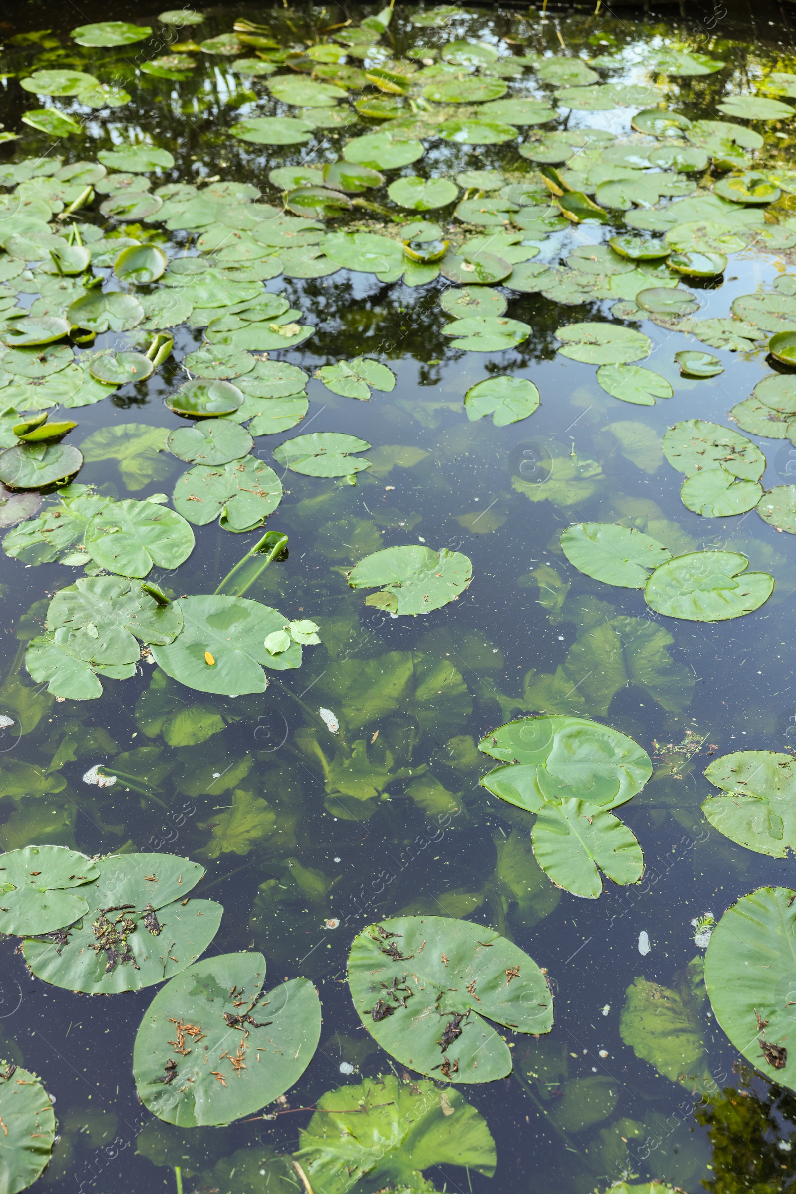 Photo of Many beautiful green lotus leaves in pond