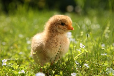 Cute chick on green grass outdoors, closeup. Baby animal